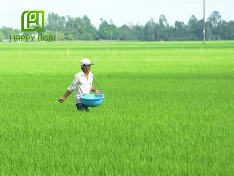 Áp dụng cách bón kali chống đổ ngã cho lúa tạo tiền đề vững chắc cho cây lúa phát triển toàn diện