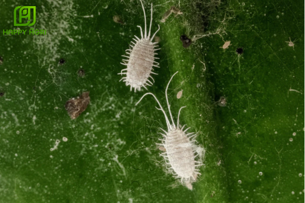 Câu hỏi thường gặp