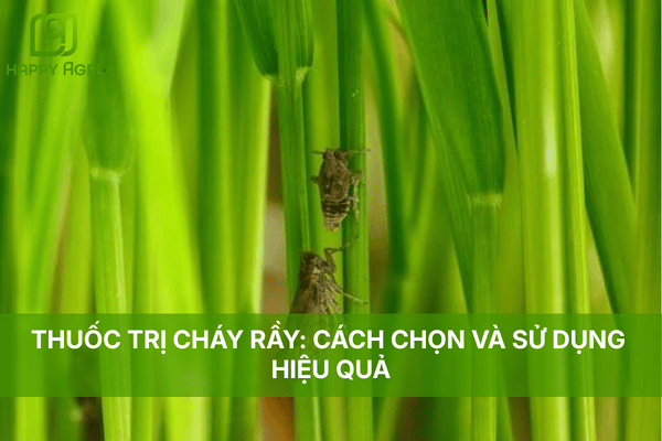 THUỐC TRỊ CHÁY RẦY: CÁCH CHỌN VÀ SỬ DỤNG HIỆU QUẢ