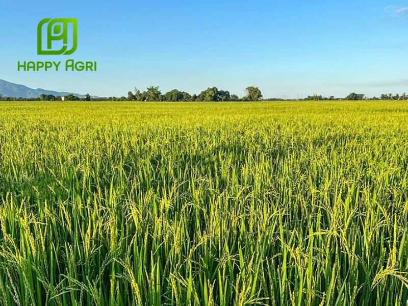 Phòng trừ sâu bệnh cho mùa lúa hè thu đạt năng suất cao