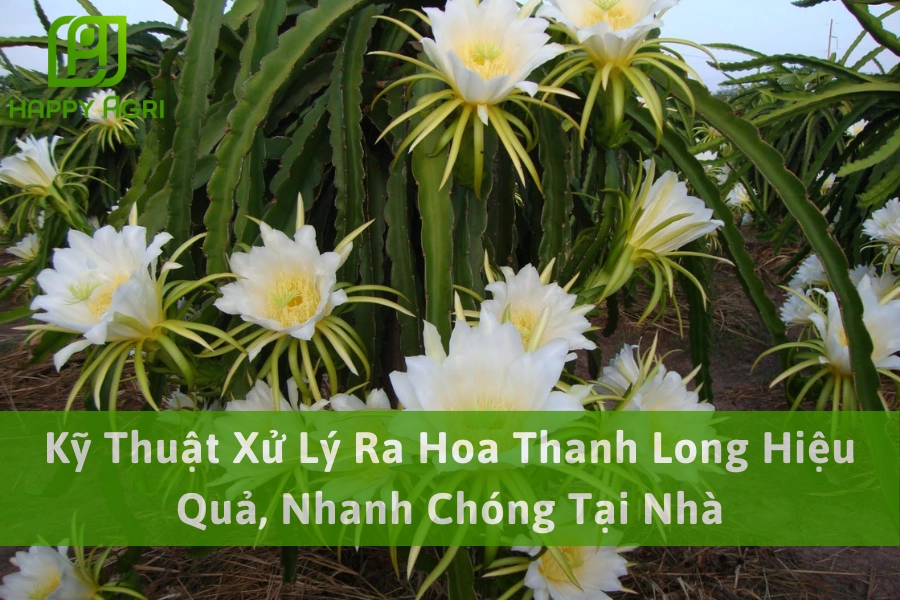Kỹ Thuật Xử Lý Ra Hoa Thanh Long Hiệu Quả, Nhanh Chóng Tại Nhà