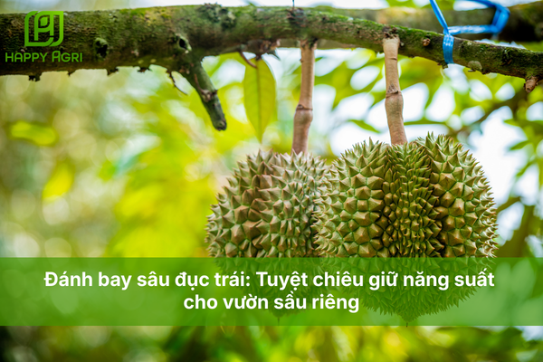 Đánh bay sâu đục trái: Tuyệt chiêu giữ năng suất cho vườn sầu riêng