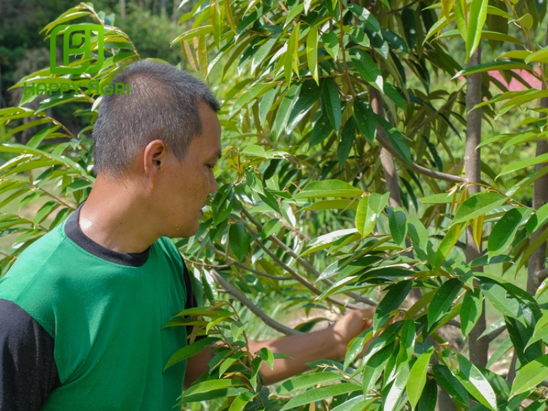 Tác hại nghiêm trọng của bệnh khô đọt sầu riêng