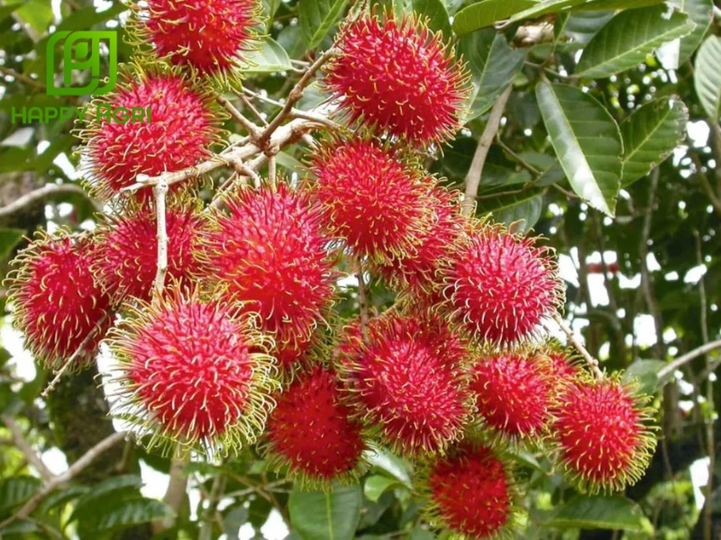 Những lưu ý quan trọng và kinh nghiệm thực tế khi bao trái chôm chôm