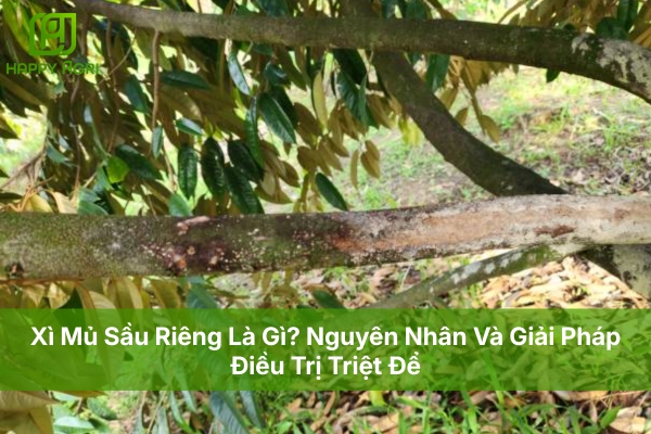 Xì Mủ Sầu Riêng Là Gì? Nguyên Nhân Và Giải Pháp Điều Trị Triệt Để