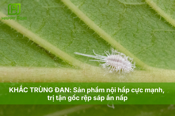 KHẮC TRÙNG ĐAN: Sản phẩm nội hấp cực mạnh, trị tận gốc rệp sáp ẩn nấp