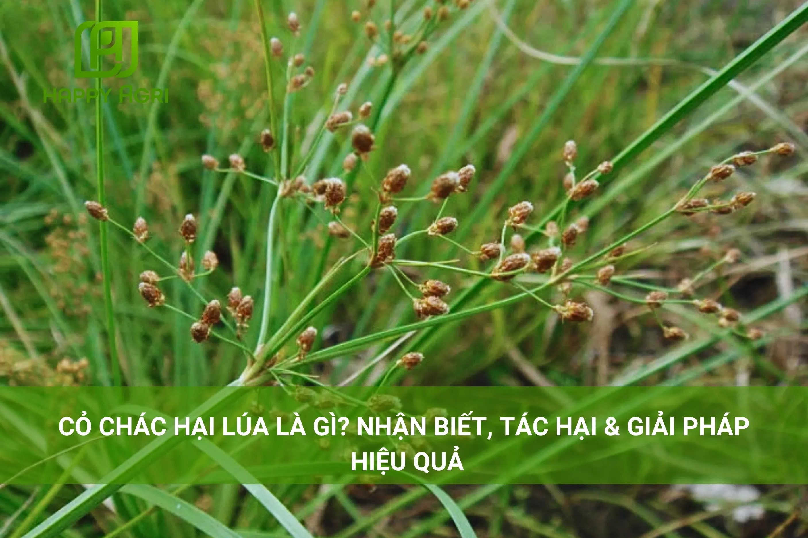 CỎ CHÁC HẠI LÚA LÀ GÌ? NHẬN BIẾT, TÁC HẠI & GIẢI PHÁP HIỆU QUẢ