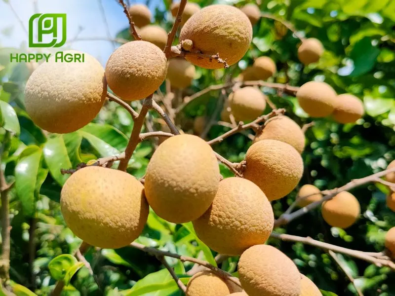 Nuôi lớn trái