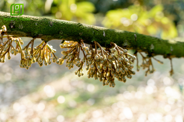 Giai đoạn ra bông: Thời điểm nhạy cảm nhất của cây trồng