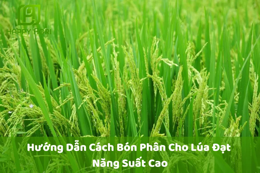 Hướng Dẫn Cách Bón Phân Cho Lúa Đạt Năng Suất Cao