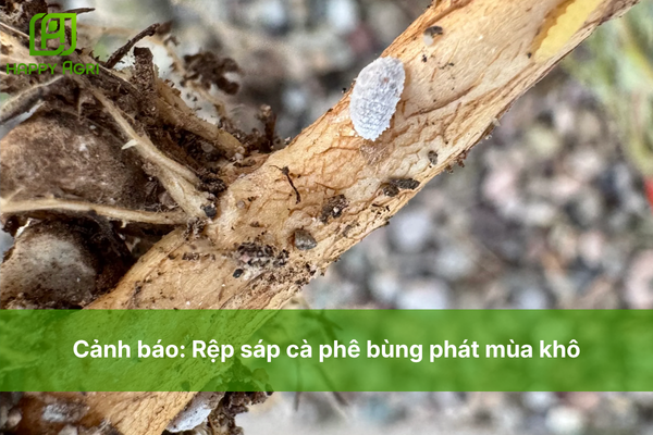 Cảnh báo: Rệp sáp cà phê bùng phát mùa khô không kiểm soát