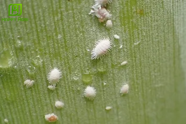 Giải pháp "Cứu tinh" đặc trị rệp sáp rễ từ Happy Agri