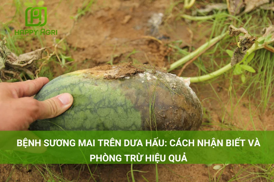 # Bệnh Sương Mai Trên Dưa Hấu: Cách Nhận Biết Và Phòng Trừ Hiệu Quả