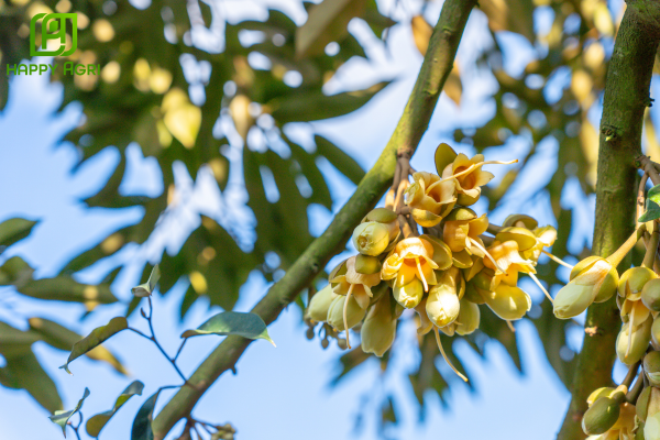 Tại sao không khuyến cáo cho sầu riêng giai đoạn hoa và trái non?