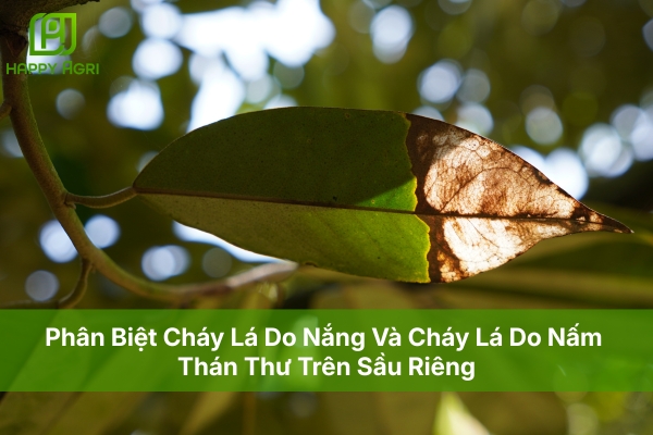 Phân Biệt Cháy Lá Do Nắng Và Cháy Lá Do Nấm Thán Thư Trên Sầu Riêng