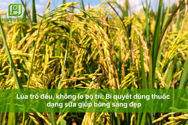 Lúa trổ đều, không lo bọ trĩ: Bí quyết dùng thuốc dạng sữa giúp bông sáng đẹp