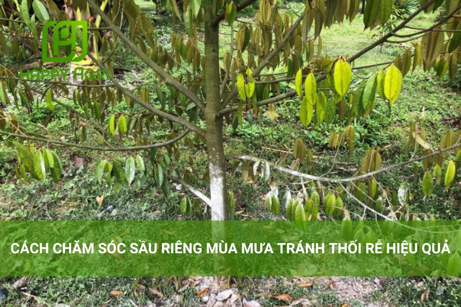 Cách Chăm Sóc Sầu Riêng Mùa Mưa Tránh Thối Rễ Hiệu Quả