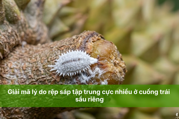Giải mã lý do rệp sáp tập trung cực nhiều ở cuống trái sầu riêng