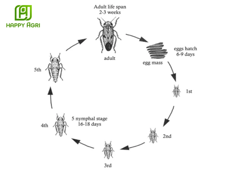 rầy xanh hại sầu riêng