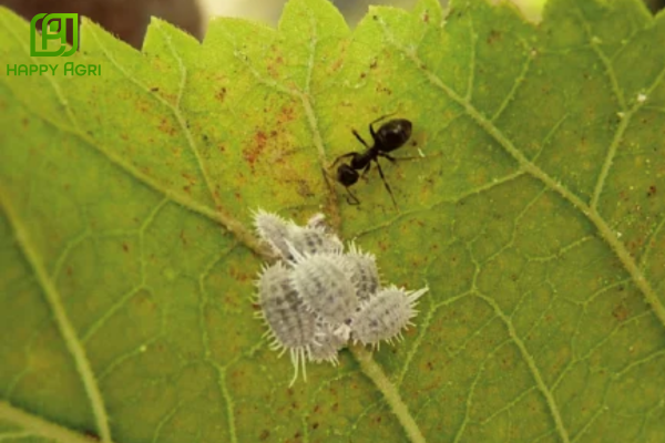 Rệp sáp là gì? Bản chất của liên minh "Đôi bên cùng có lợi"