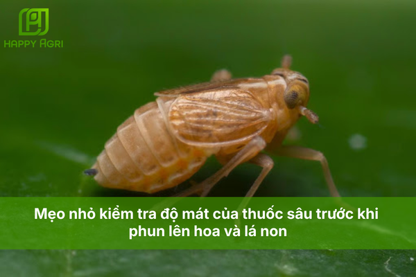 Mẹo nhỏ kiểm tra độ mát của thuốc sâu trước khi phun lên hoa và lá non