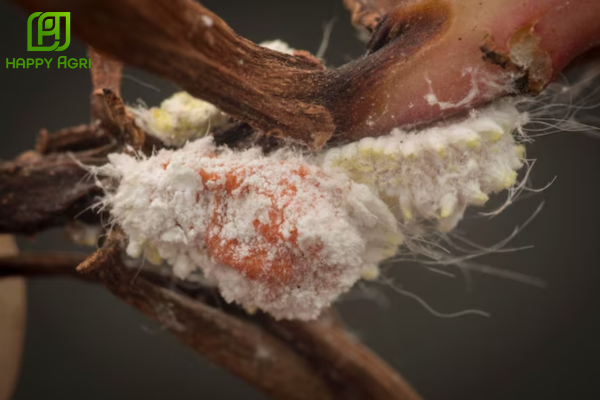 Rệp sáp sầu riêng là gì? "Liên minh" gây hại tinh vi