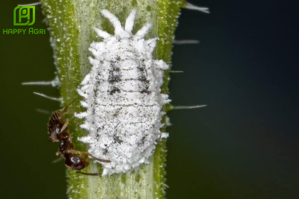 Rệp sáp là gì? Tại sao chúng cực kỳ nguy hiểm cho hoa sầu riêng?