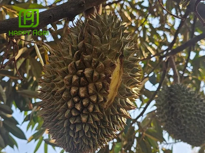 Thiếu Canxi Bo trong giai đoạn trái phát triển nhanh gây suy yếu cấu trúc vỏ trái
