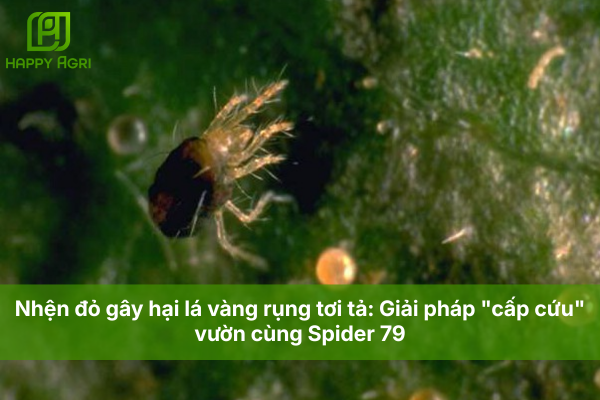 Nhện đỏ gây hại lá vàng rụng tơi tả: Giải pháp "cấp cứu" vườn cùng Spider 79