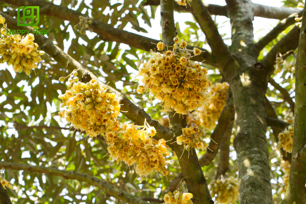 Có nên phun thuốc sâu khi cây đang ra bông?