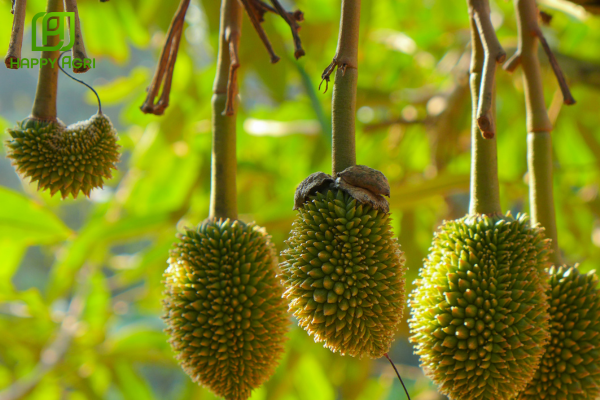 Phổ tác động cực rộng của Dugamite 27.5EC