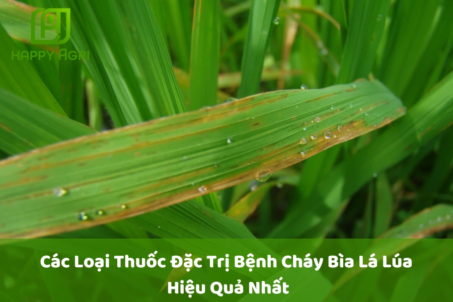 Các Loại Thuốc Đặc Trị Bệnh Cháy Bìa Lá Lúa Hiệu Quả Nhất