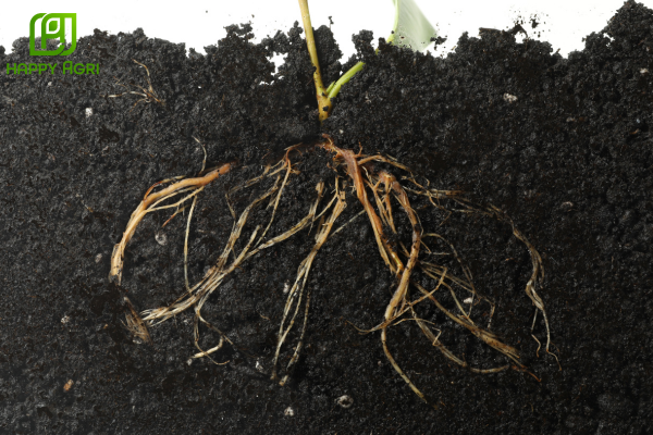 Công dụng của Thuốc trừ bệnh ACODYL 35WP Hiệu MATEXYLIN PHYTOP 500