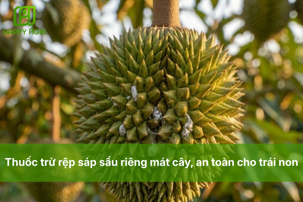 Thuốc trừ rệp sáp sầu riêng mát cây, an toàn cho trái non