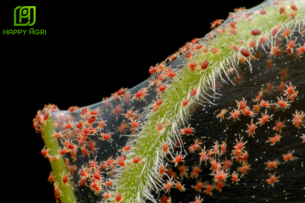 Công dụng của Cặp đôi trợ lực trị nhện