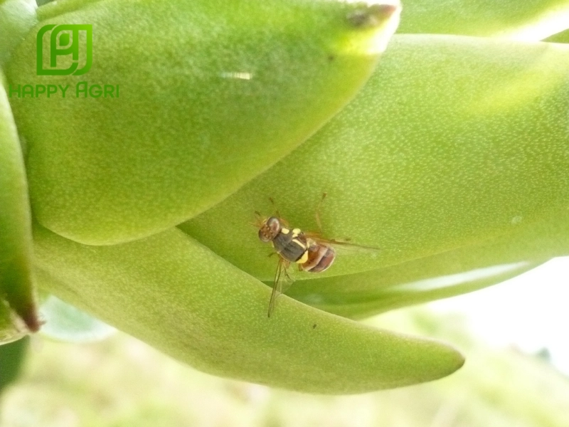 Ruồi vàng đục trái thanh long