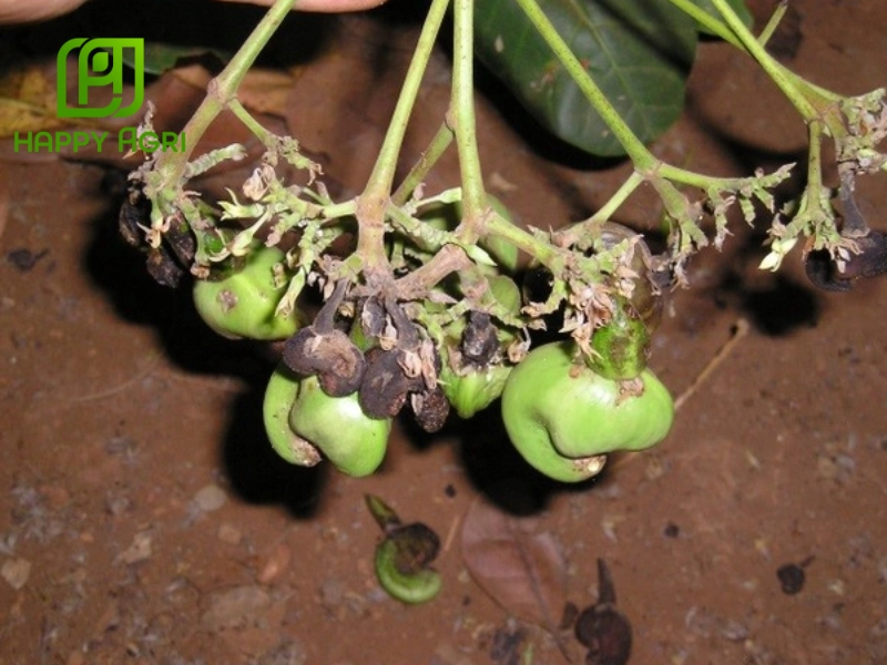 Dấu hiệu nhận biết cây điều bị bọ xít muỗi tấn công