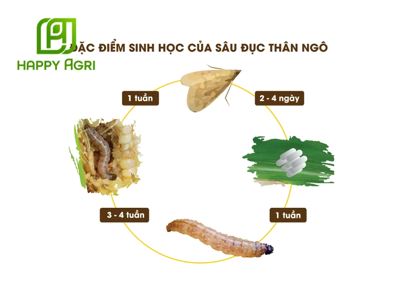 sâu đục thân ngô