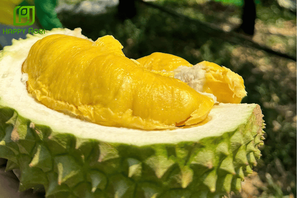 Vì sao cần quản lý sâu bệnh hại sầu riêng Musang King?