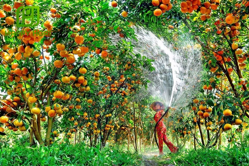 Hệ thống nước và độ ẩm đóng vai trò quan trọng trong việc duy trì sức khỏe cây trồng