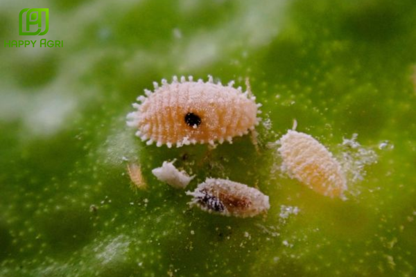 Tác hại nghiêm trọng tại vị trí cuống trái