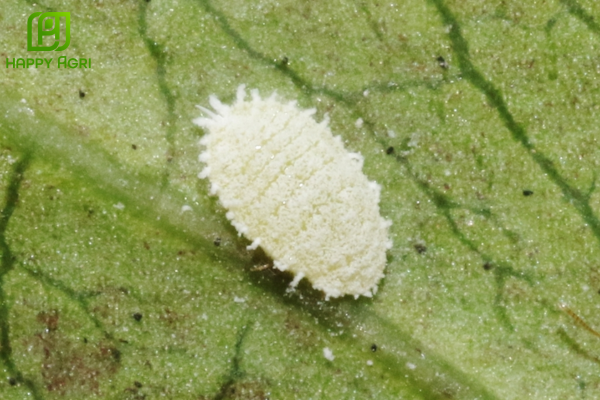 Những thắc mắc thường gặp (FAQ)