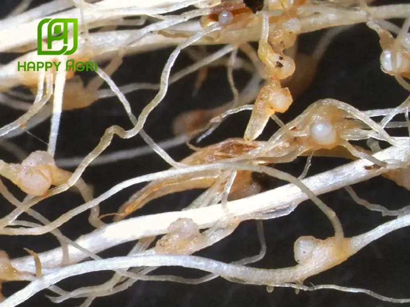 Tuyến trùng là loại sinh vật nhỏ gây tổn thương cho rễ, khiến cây mất khả năng hấp thụ dinh dưỡng