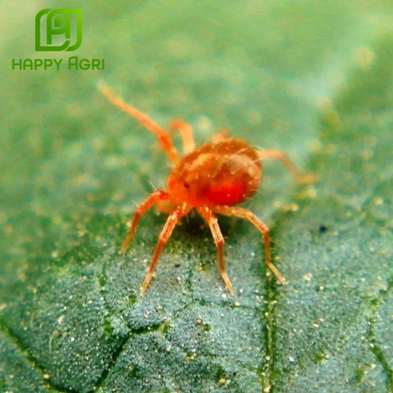 hướng dẫn sử dụng thuốc trừ sâu nhện bipimai 150ec