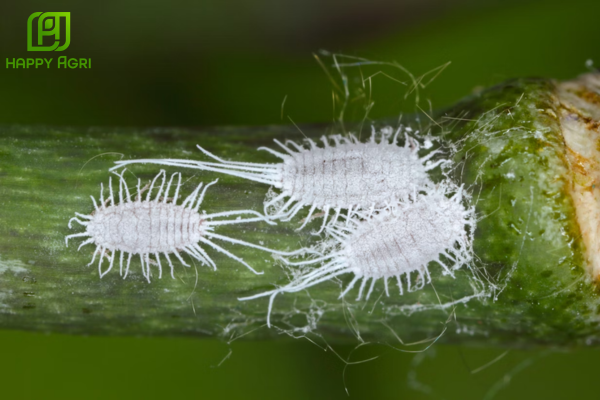 Chiến lược "Vàng" để diệt rệp sáp dứt điểm