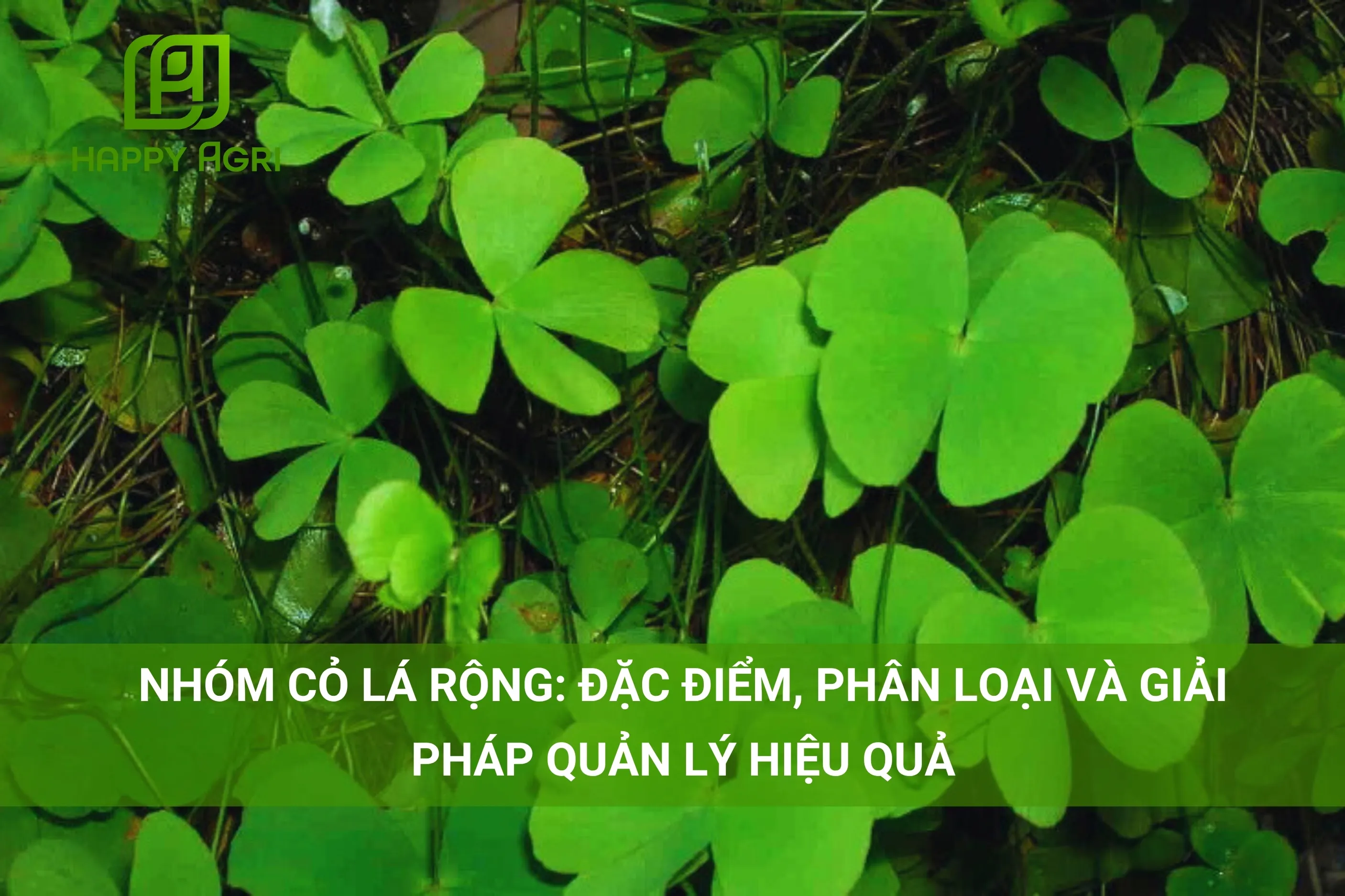 NHÓM CỎ LÁ RỘNG: ĐẶC ĐIỂM, PHÂN LOẠI VÀ GIẢI PHÁP QUẢN LÝ HIỆU QUẢ