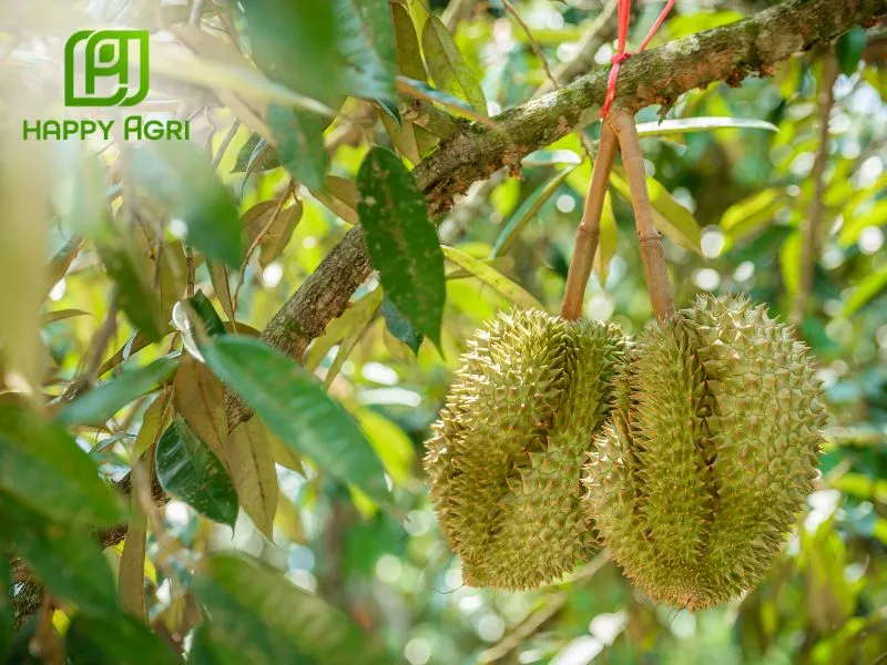 Sử dụng cho cây ăn trái