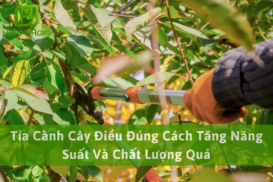 Tỉa Cành Cây Điều Đúng Cách Tăng Năng Suất Và Chất Lượng Quả