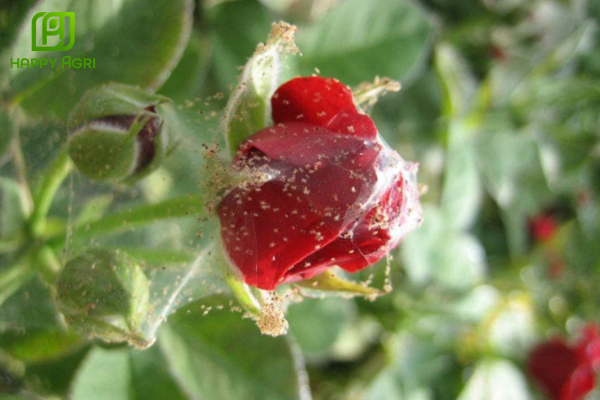 Câu hỏi thường gặp 