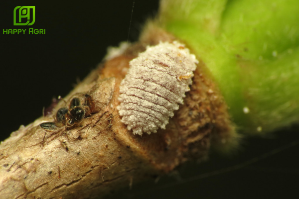 Câu hỏi thường gặp (FAQ)